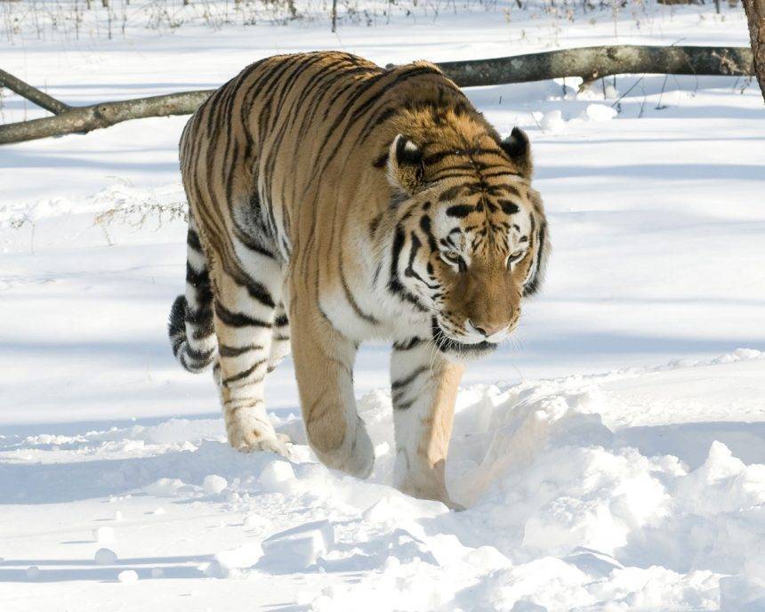 Tiger At NYC’s Bronx Zoo Tests Positive For Coronavirus - perezhilton.com - USA - New York