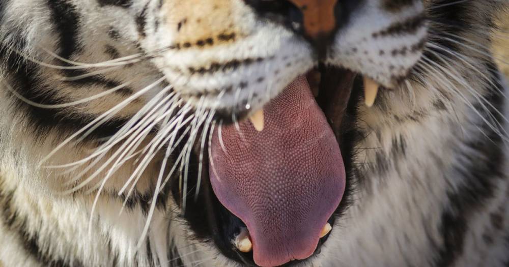 A tiger has tested positive for coronavirus - but experts say there's no evidence you could catch it from your pet - www.manchestereveningnews.co.uk - New York - USA