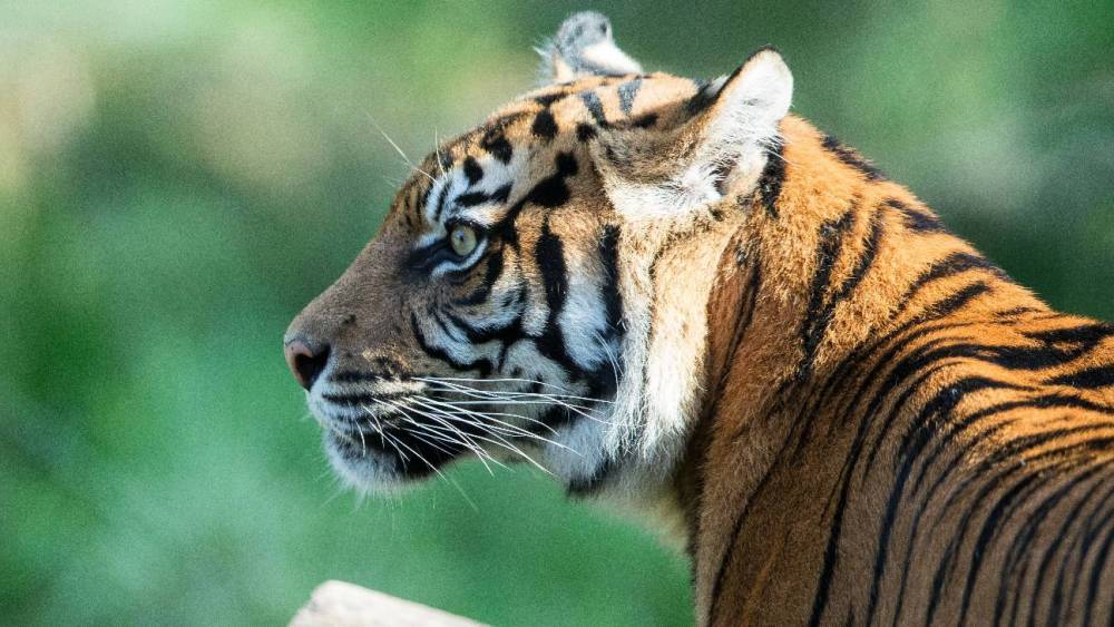Bronx Zoo Tiger Tests Positive for Coronavirus in First Known U.S. Animal Infection - www.hollywoodreporter.com
