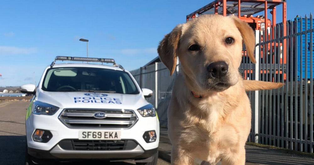 Police Scotland puppy Charlie is newest recruit for crime-busting team - www.dailyrecord.co.uk - Scotland - city Aberdeen