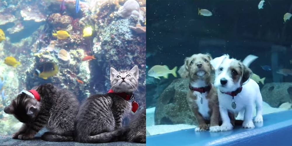 Puppies & Kittens Visit Georgia Aquarium During Closure - See The Videos! - www.justjared.com - Atlanta