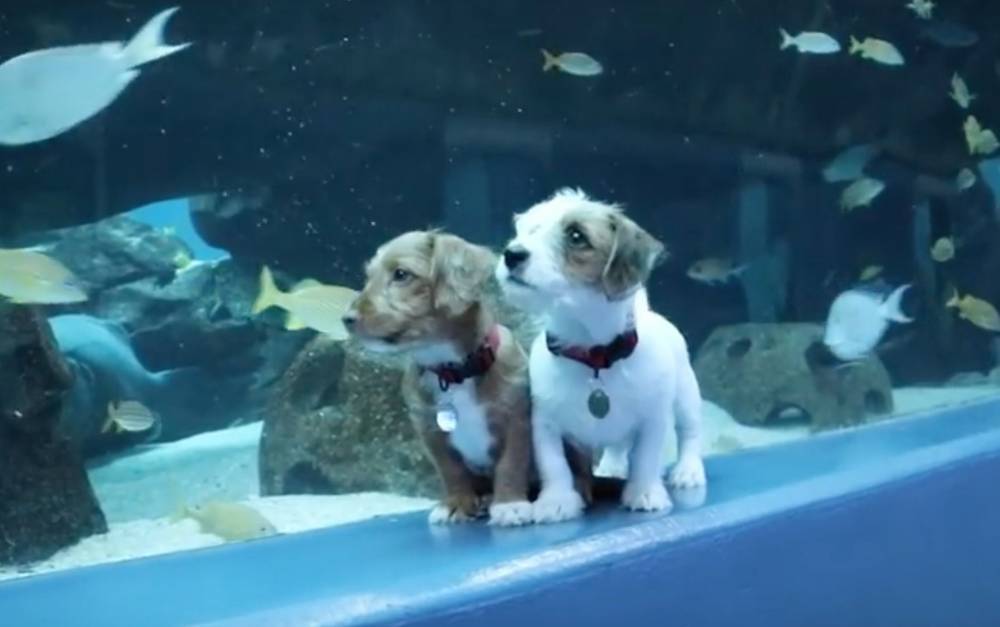 Adoptable Puppies And Kittens Visit Georgia Aquarium During Coronavirus Shutdown - etcanada.com - Atlanta