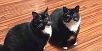 A man's hilarious post about ending up with two identical cats has gone viral - www.lifestyle.com.au - Russia