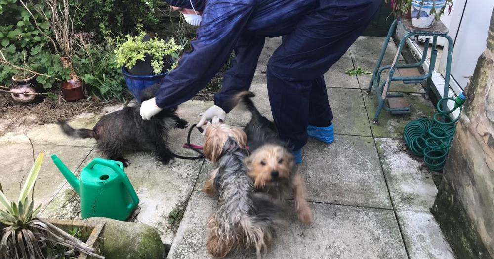 Three dogs and a bird had to be rescued from house after owner taken to hospital with coronavirus symptoms - www.manchestereveningnews.co.uk
