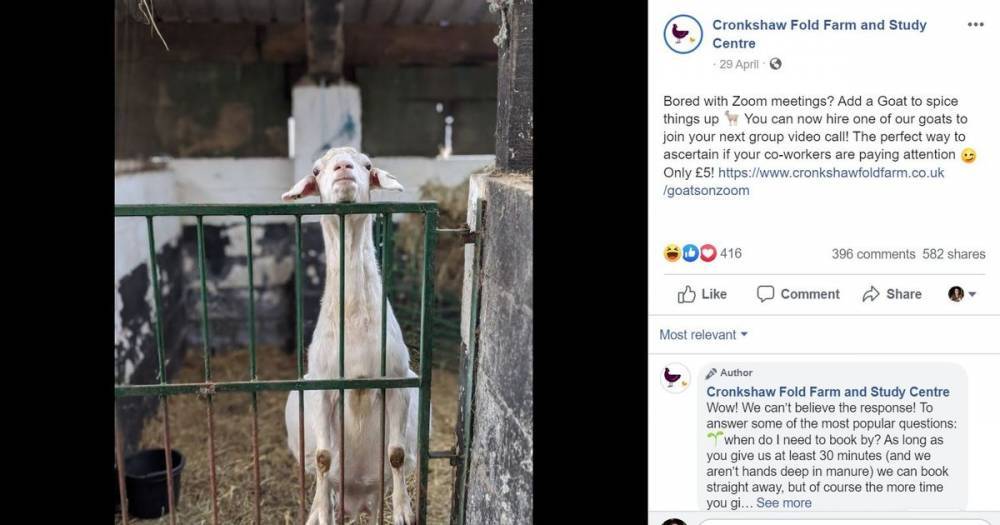 No kidding! A farmer is hiring out goats to join your Zoom meetings - www.manchestereveningnews.co.uk - Australia - New Zealand - Canada