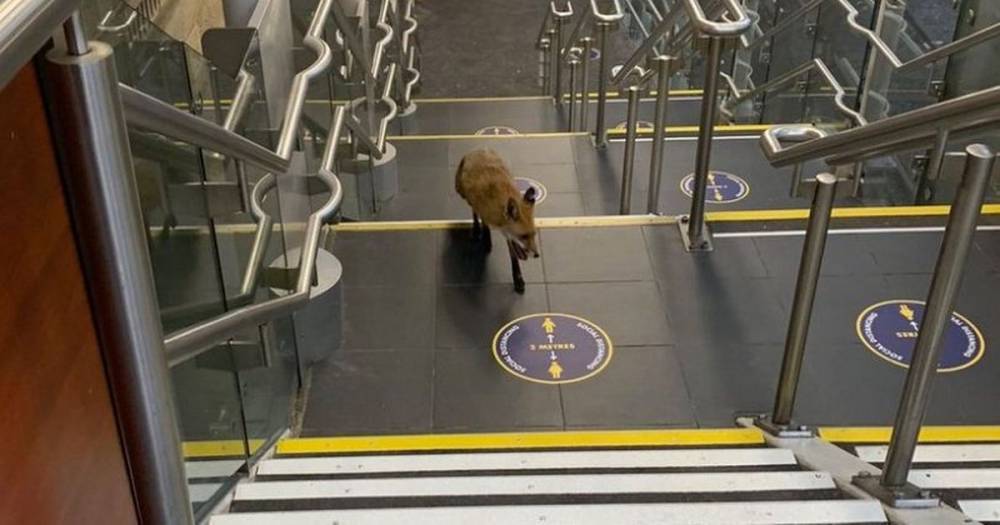 Fox explores empty Edinburgh Waverley station during lockdown - www.dailyrecord.co.uk