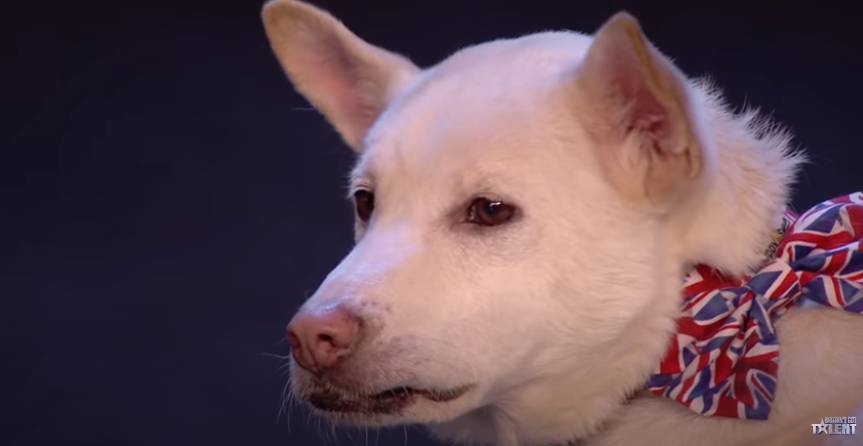 Miracle The Dog Brings ‘Britain’s Got Talent’ To Tears As They Share How He Was Saved From The Illegal Meat Trade - etcanada.com - Britain