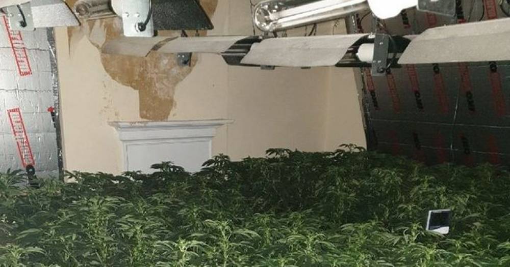 Huge cannabis farm worth £1 million and containing hundreds of plants has been discovered by police - www.manchestereveningnews.co.uk - Manchester