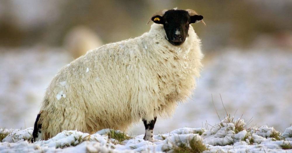 Brazen bandits steal 57 sheep from Scots farm - www.dailyrecord.co.uk - Scotland