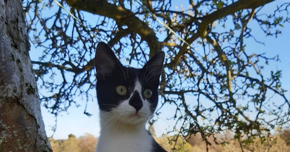Cute Scots kitten found with broken back after car crash able to walk again - www.dailyrecord.co.uk - Scotland