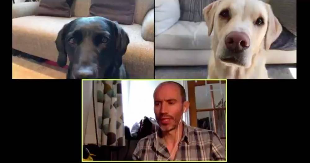Scots commentator Andrew Cotter hosts hilarious video 'meeting' with his two dogs - www.dailyrecord.co.uk - Scotland - county Andrew