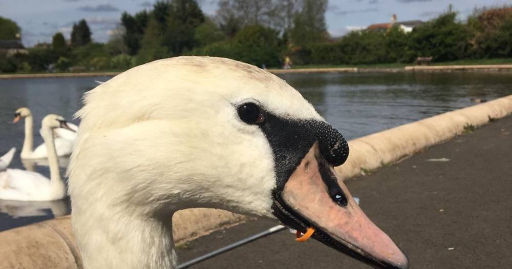 Swan saved from starving to death with beak trapped in plastic after heartless litter louts drop rubbish at Scots beauty spot - www.dailyrecord.co.uk - Scotland