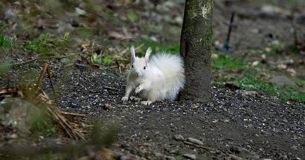 Rare sighting of a white squirrel photographed in Perthshire - www.dailyrecord.co.uk - Scotland