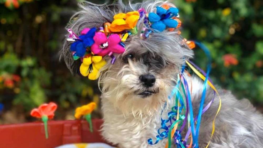 A Dog Quinceañera and More Puppy Stories Making Us Smile This Week - www.etonline.com - Texas