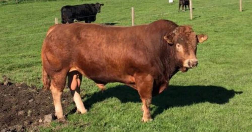 Cheeky bull who sparked power cut in hundreds of homes with 'itchy bum' makes bid for worldwide fame - www.dailyrecord.co.uk