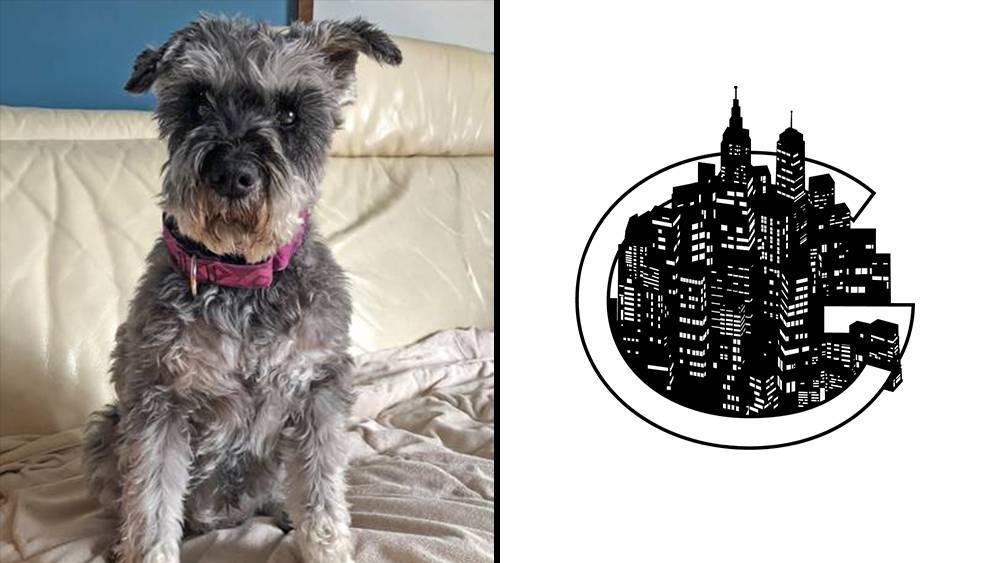 Pluto Unleashed? Quarantine-Inspired Puppy Lands “Two-Legged” Hollywood Reps In Gotham Group - deadline.com