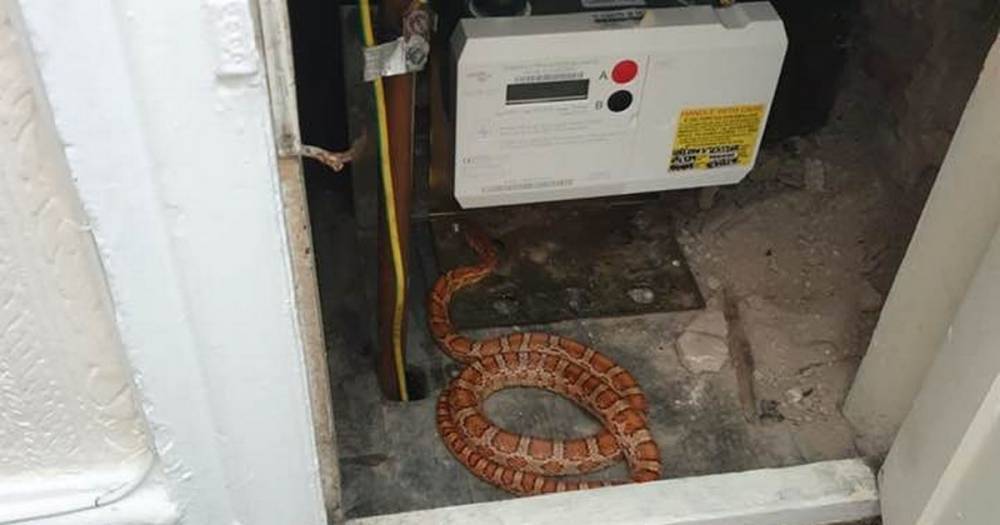Salford man goes to check electricity meter... and finds three-foot SNAKE - www.manchestereveningnews.co.uk - USA