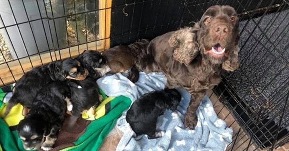Cockapoo killed by getaway car after two litters of adorable puppies were stolen in 'despicable' raid - www.manchestereveningnews.co.uk - city Jackson