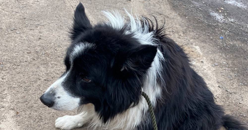 Tragic collie dog dumped next to Scots road with maggot infested wound put to sleep - www.dailyrecord.co.uk - Scotland