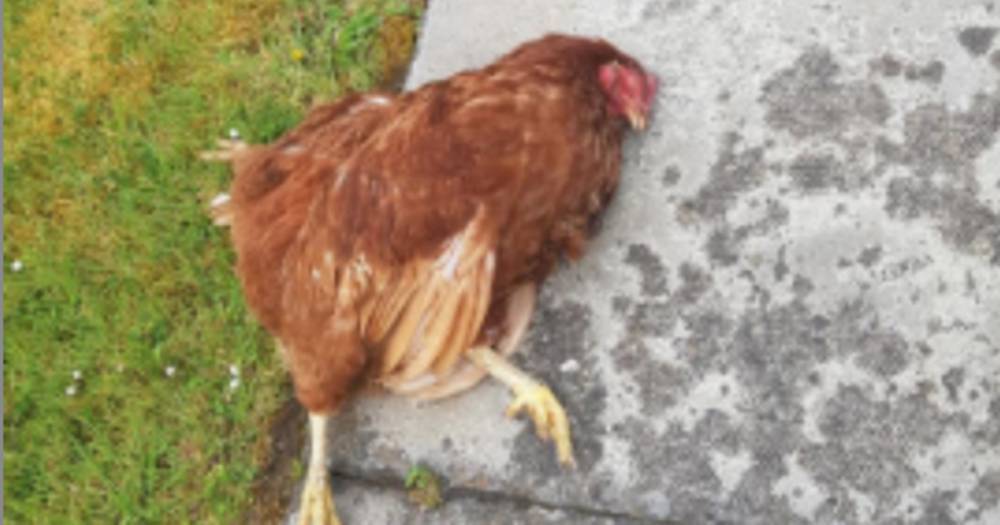 Hunt continues for sick Fife thugs who scattered bodies of dead chickens on doorsteps and driveways - www.dailyrecord.co.uk