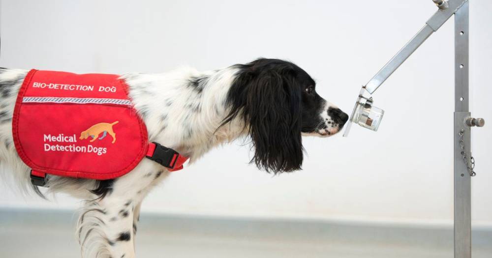 UK Government to help fund trials to see if sniffer dogs can detect coronavirus in humans - www.manchestereveningnews.co.uk - Britain