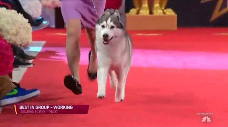 Nick The Siberian Husky Wins The Annual Beverly Hills Dog Show - etcanada.com