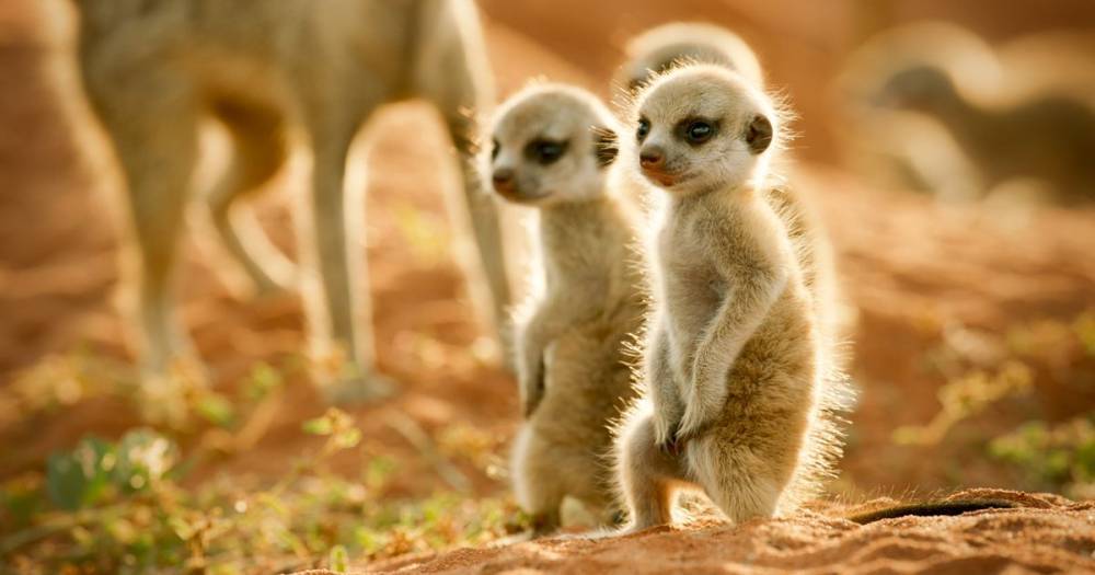 David Attenborough fan? You'll love Sky's new series Wild Animals Babies set to drop this month - www.ok.co.uk