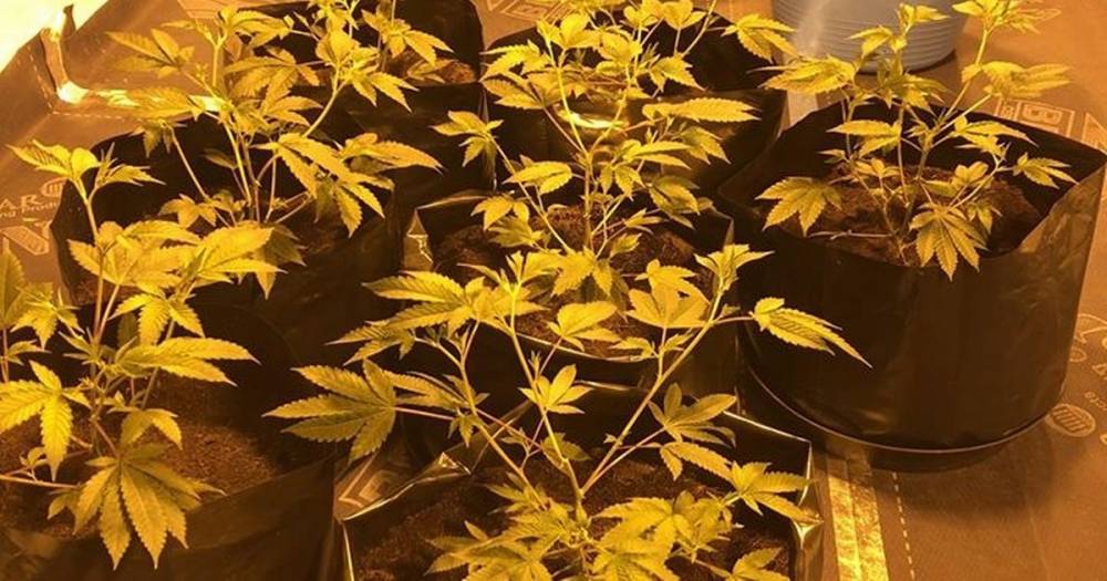 Man arrested after 'sophisticated' cannabis farm discovered in house - www.manchestereveningnews.co.uk - county Oldham