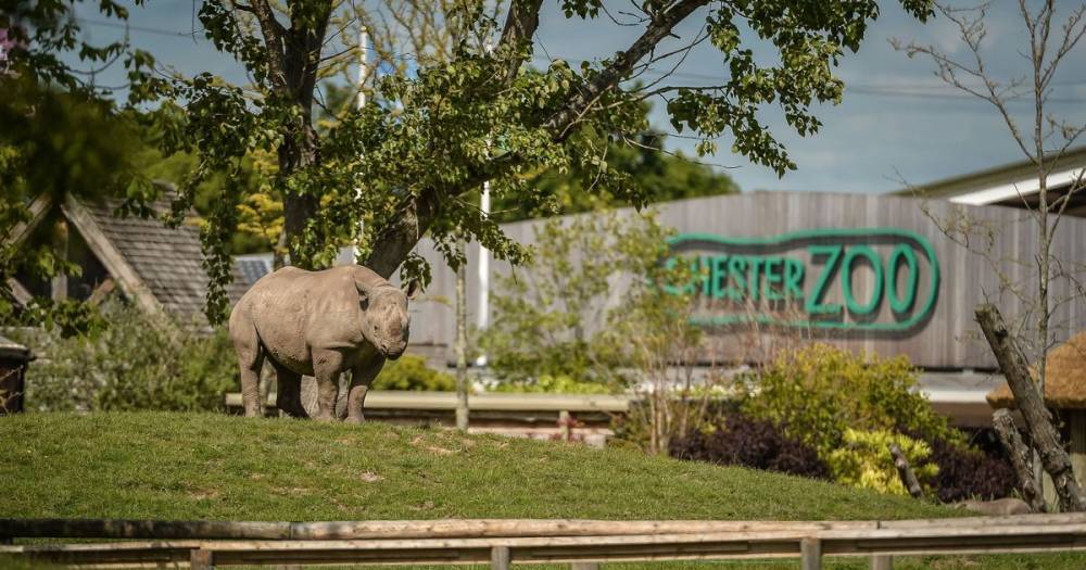 Self-scanning tickets and floor markings among changes at Chester Zoo as staff pave the way for reopening - www.manchestereveningnews.co.uk
