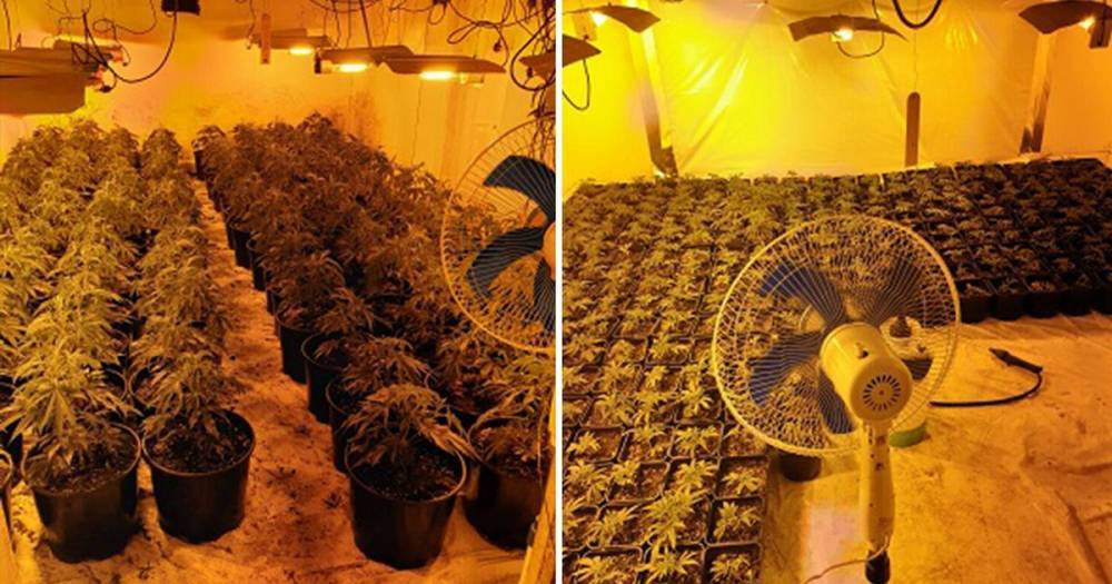 Enormous cannabis farm with plants worth more than £1MILLION uncovered - www.manchestereveningnews.co.uk - county Oldham