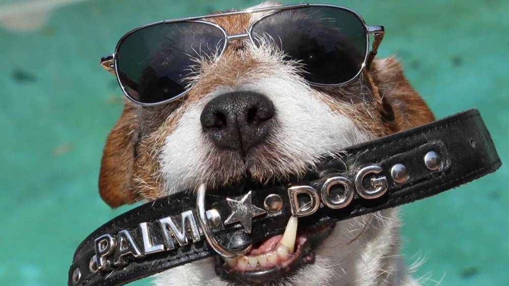 Late 'The Artist' Star Uggie Crowned Top Palm Dog of Past 20 Years in Virtual Ceremony (Exclusive) - www.hollywoodreporter.com