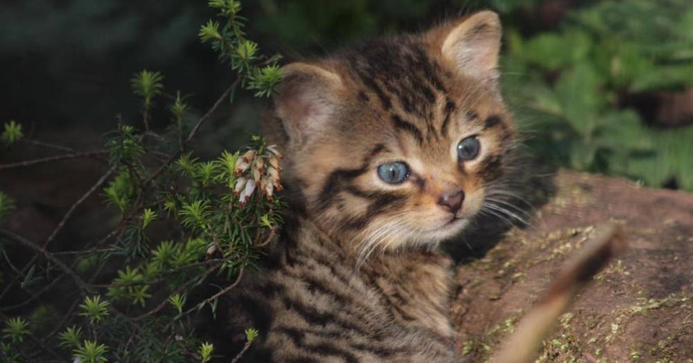 Scottish zoo welcomes birth of rare wild kitten - and it's adorable - www.dailyrecord.co.uk - Scotland