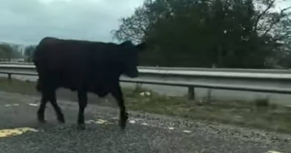 Drivers stunned after escaped cow runs down busy Aberdeen carriageway - www.dailyrecord.co.uk - city Aberdeen