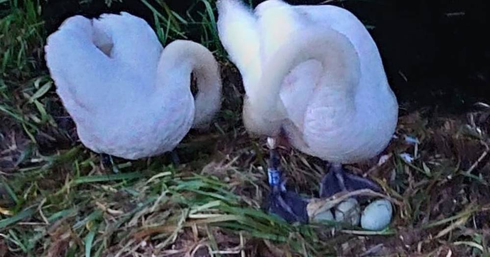 Residents 'appalled' after vandals smash up swan's nest with bricks on Bolton canal - www.manchestereveningnews.co.uk - Manchester