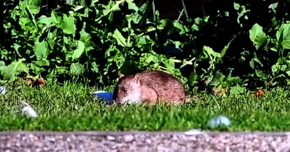 Dumfries and Galloway invaded by hoardes of rats as numbers "double" during coronavirus lockdown - www.dailyrecord.co.uk