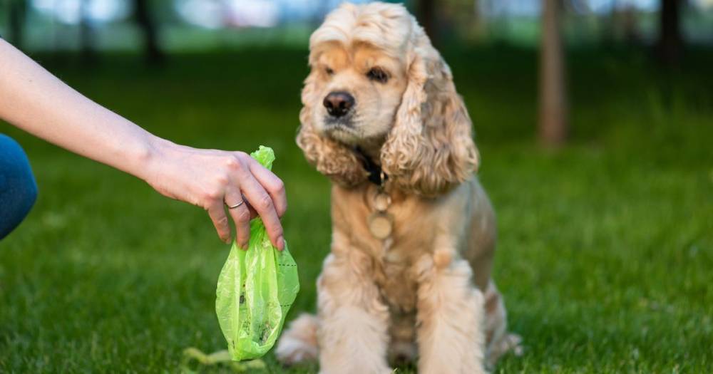 'Finish the jobbie' Scots dog owners told to bag and bin their pets poop after shocking new survey - www.dailyrecord.co.uk - Scotland