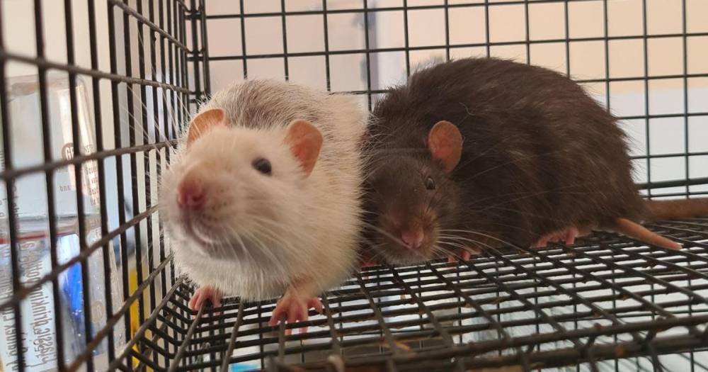 Family rescue pet rats dumped in soaking wet cage - then name them after Disney characters - www.manchestereveningnews.co.uk