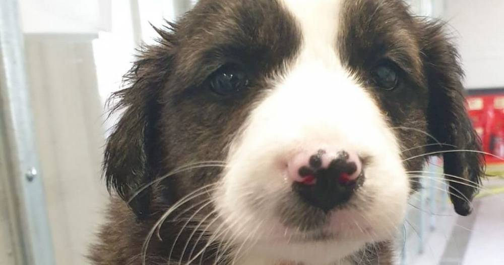 Puppy dies and 12 others found in 'filthy conditions' at Scots port after being smuggled on ship from Ireland - www.dailyrecord.co.uk - Scotland - Ireland