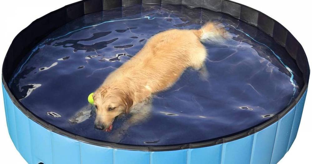 Amazon is selling a paddling pool for dogs - and shoppers love it - www.dailyrecord.co.uk