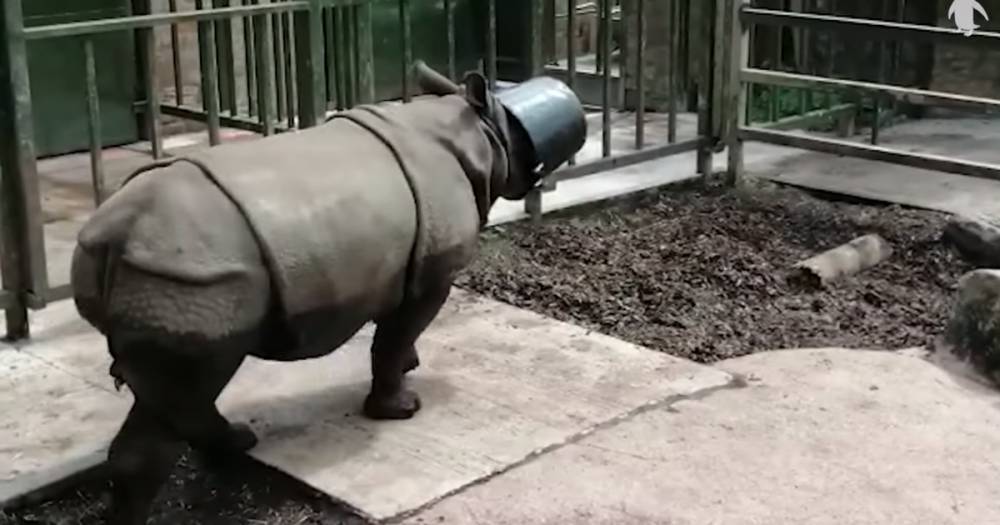 Watch as accident-prone Edinburgh Zoo rhino gets head stuck in bucket - www.dailyrecord.co.uk