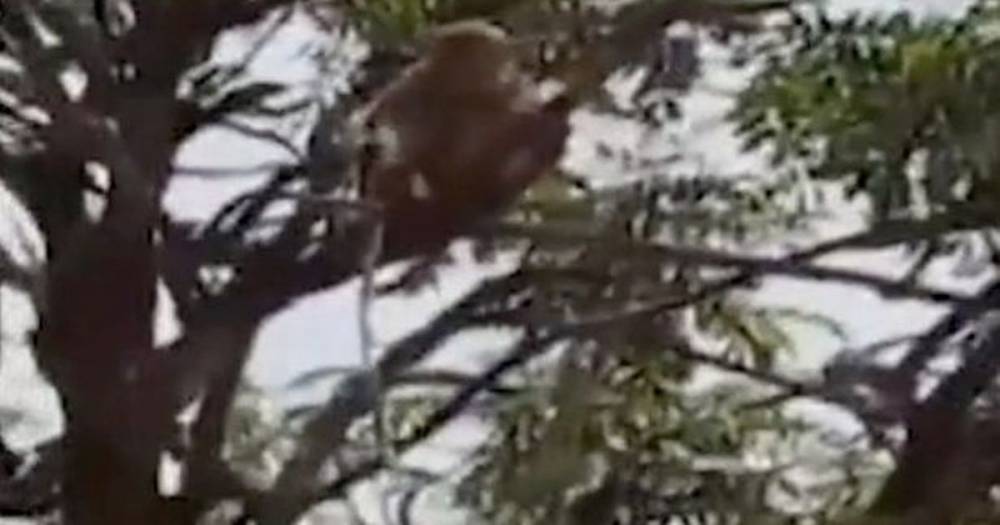 Monkeys 'ran away with coronavirus test samples after attacking lab technician' - www.manchestereveningnews.co.uk - India