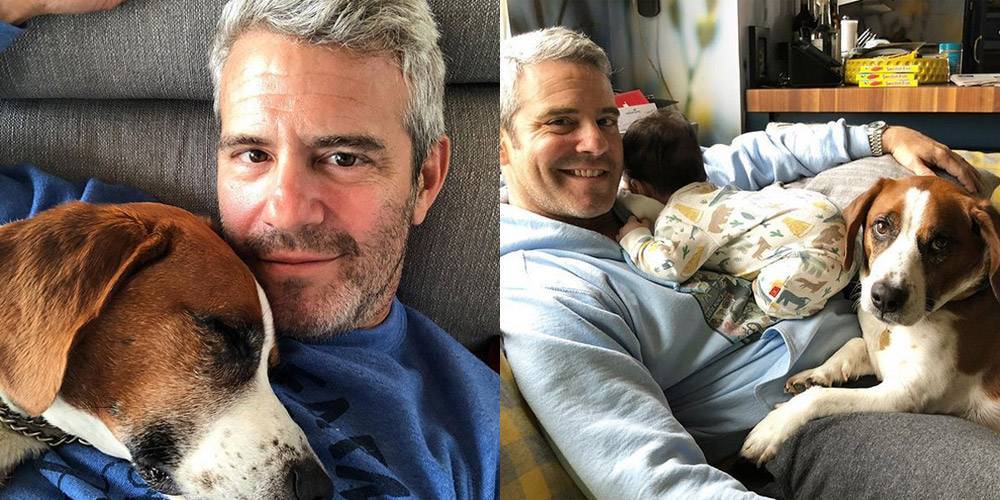 Andy Cohen's Dog Wacha Has Been Rehomed for His Son Ben's Safety - www.justjared.com