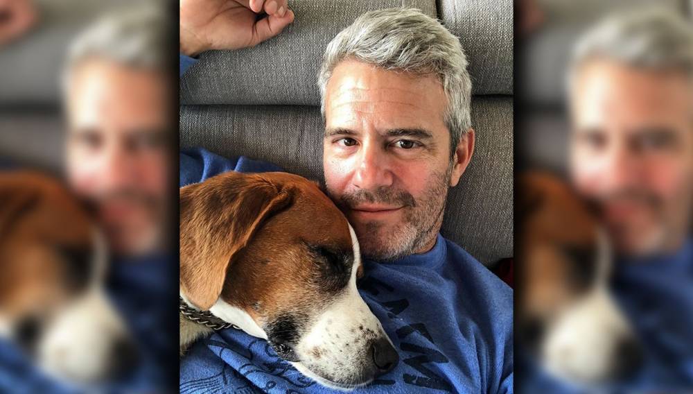 Andy Cohen Re-Homes Beloved Dog: ‘It Could Be Catastrophic For’ My Son ‘Ben’ - etcanada.com - county Anderson - county Cooper