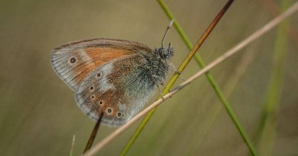 Long-lost species of butterfly return to the wild in Greater Manchester after 150 years - www.manchestereveningnews.co.uk - Manchester