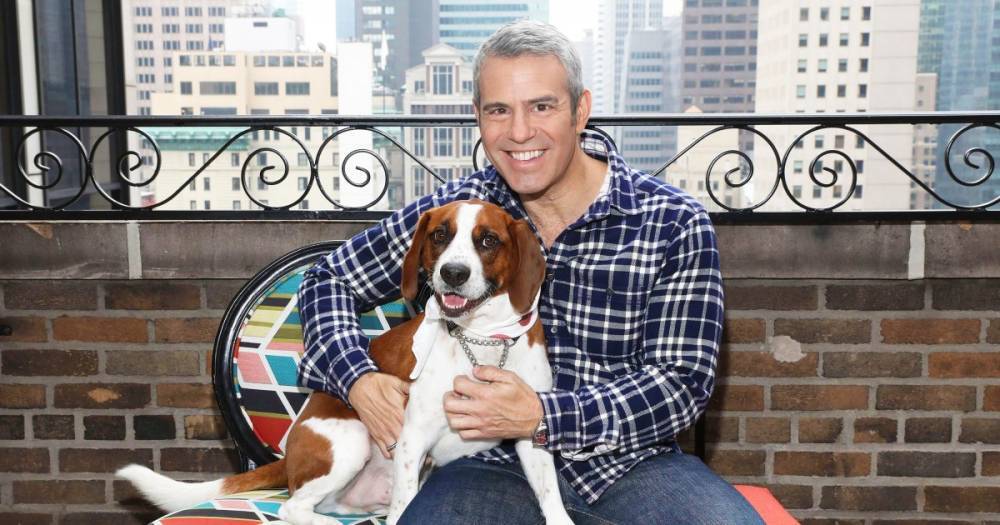 Andy Cohen Says He Rehomed His Rescue Dog Wacha Because of ‘Aggression’ - www.usmagazine.com - New York