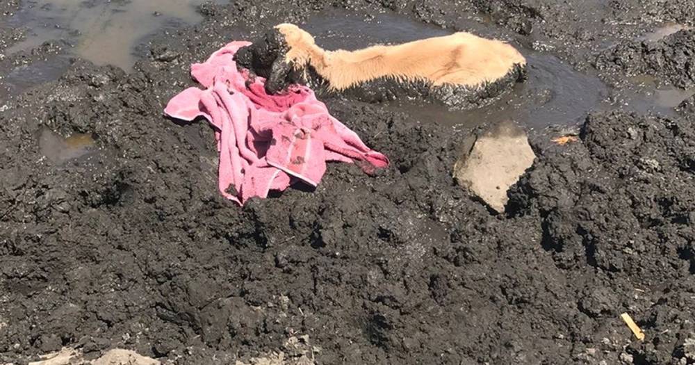 Stricken calf stuck neck-deep in mud rescued after being spotted by 'eagle-eyed' tram driver - www.manchestereveningnews.co.uk