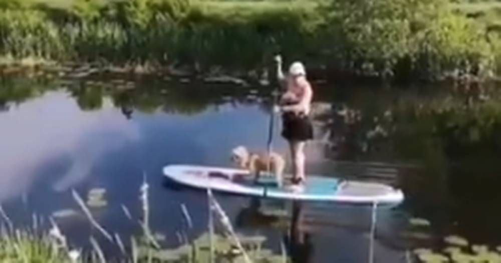 Dogs cruise down Glasgow canal on paddle boards as temperatures soar - www.dailyrecord.co.uk - France - Scotland