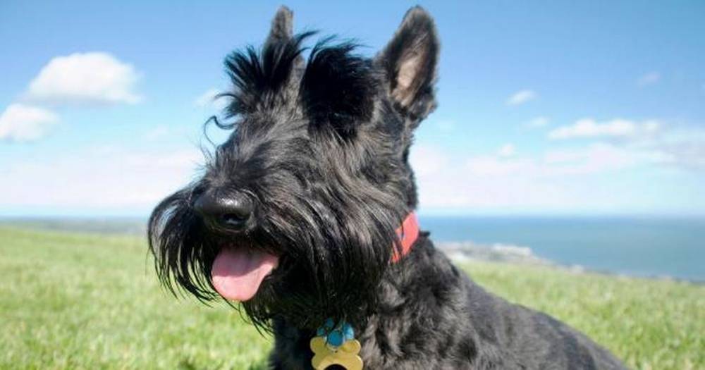 Iconic Scots dog is surging in popularity after years on 'at-risk list' - www.dailyrecord.co.uk - Scotland