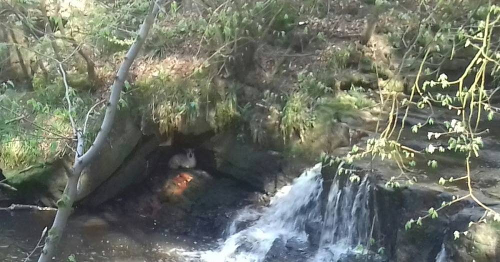 SSPCA rescue lamb trapped behind waterfall in Lanarkshire park - www.dailyrecord.co.uk - Scotland