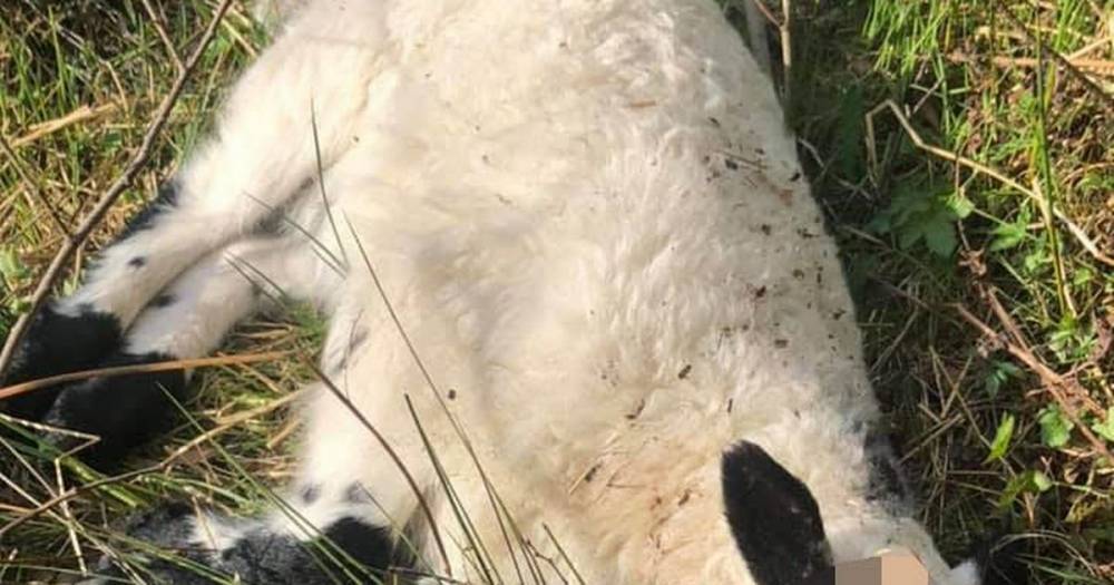 Farmer left devastated after newborn lamb killed by sick air-rifle thugs - www.dailyrecord.co.uk - Scotland